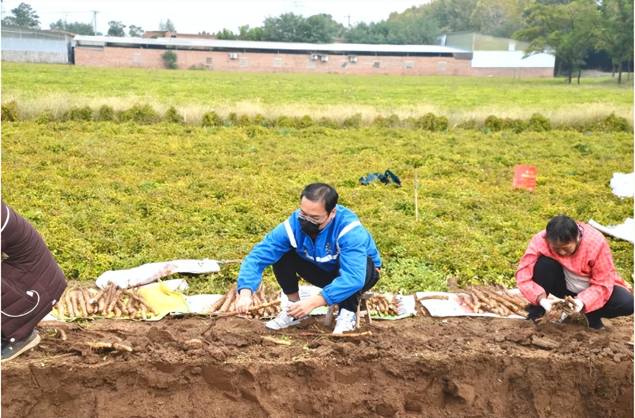 中通快递助力“温县山药”走出去，预计双11期间将突破每日5万件