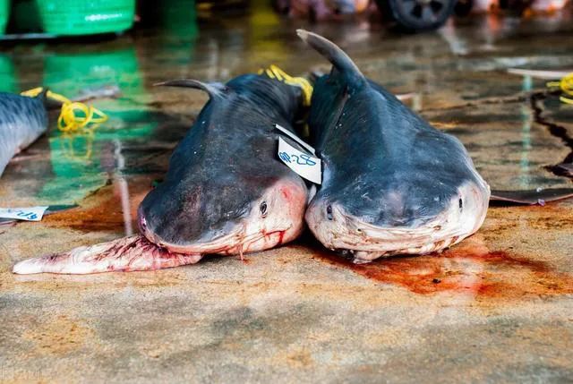 姚明公益广告拒绝吃鱼翅,姚明吃鱼翅原视频