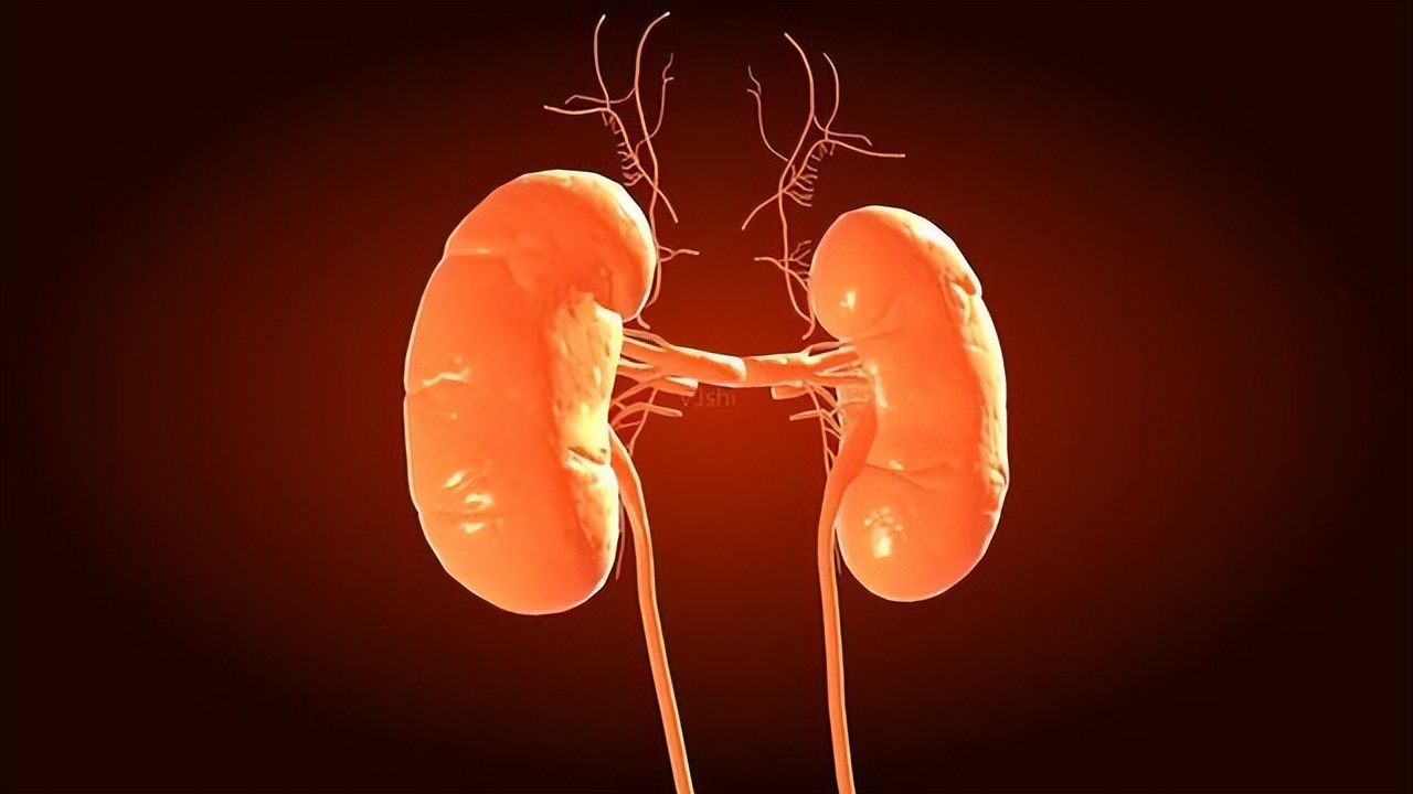 吃腰子补肾这种说法您认可吗,吃腰子补肾吗专家解答小视频