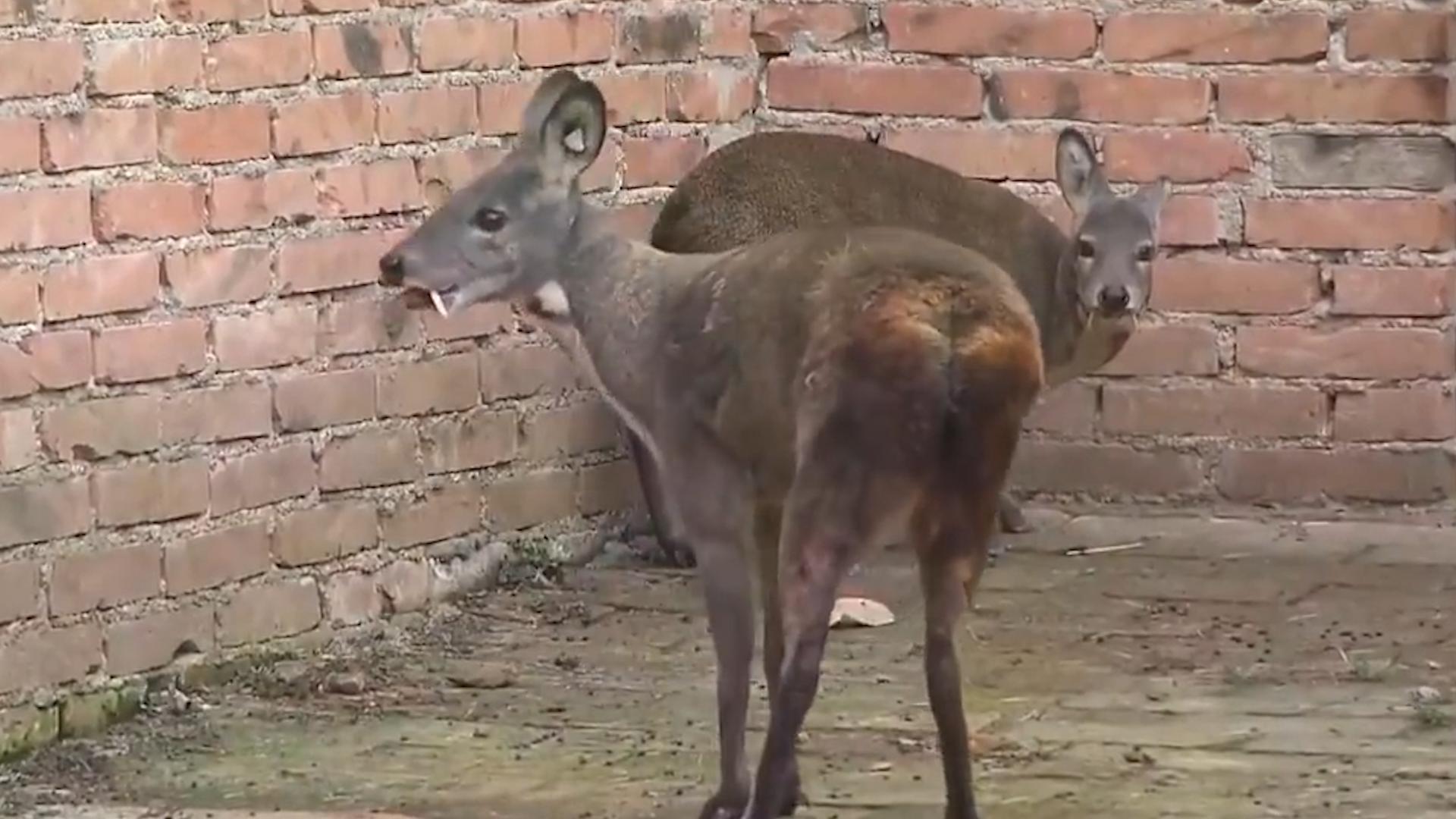 麝香有什么价格,麝香有多稀缺