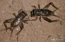 曾经陪伴我们长大的童年游戏,曾经陪伴我最久的游戏