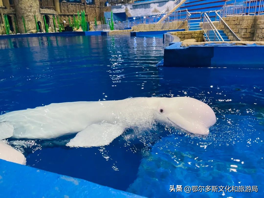 白鲸来鄂尔多斯海洋馆,鄂尔多斯海洋馆白鲸海豹