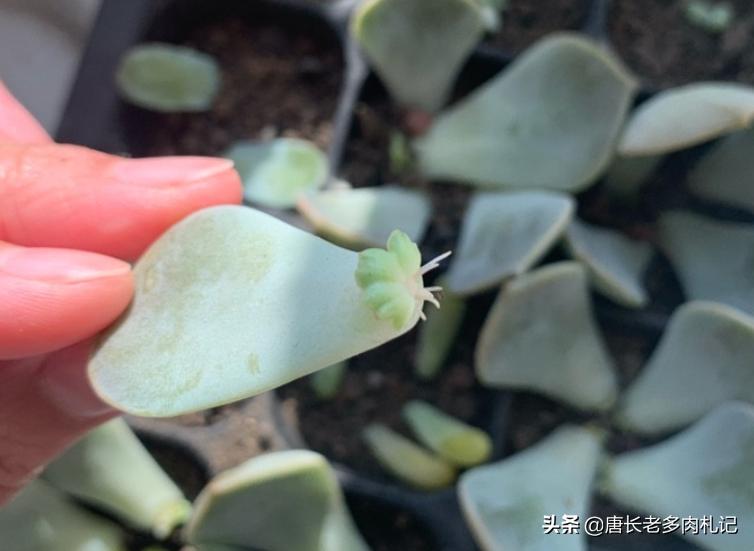 多肉叶插不用优芽素多久长根,多肉叶插不用营养液可以吗