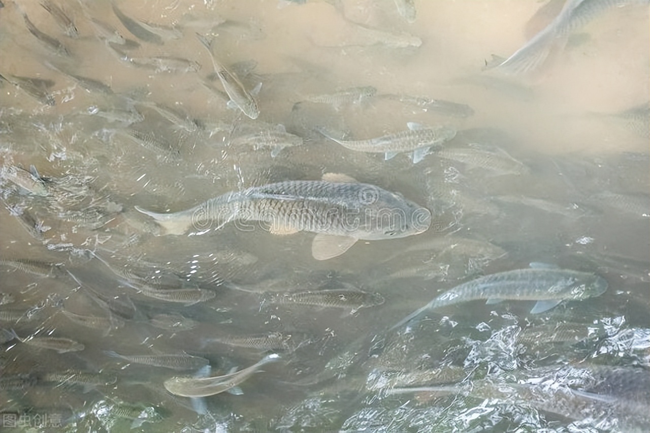 赞美鲤鱼的诗句古诗大全,有关于鱼的诗句古诗大全