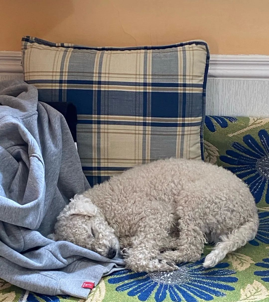 狗狗分离焦虑太严重,狗狗分离焦虑一不在家就拆家