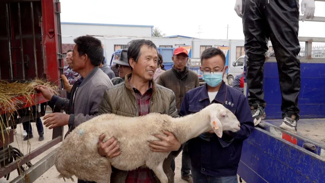 养羊农户致富,特色羊养殖走上致富路