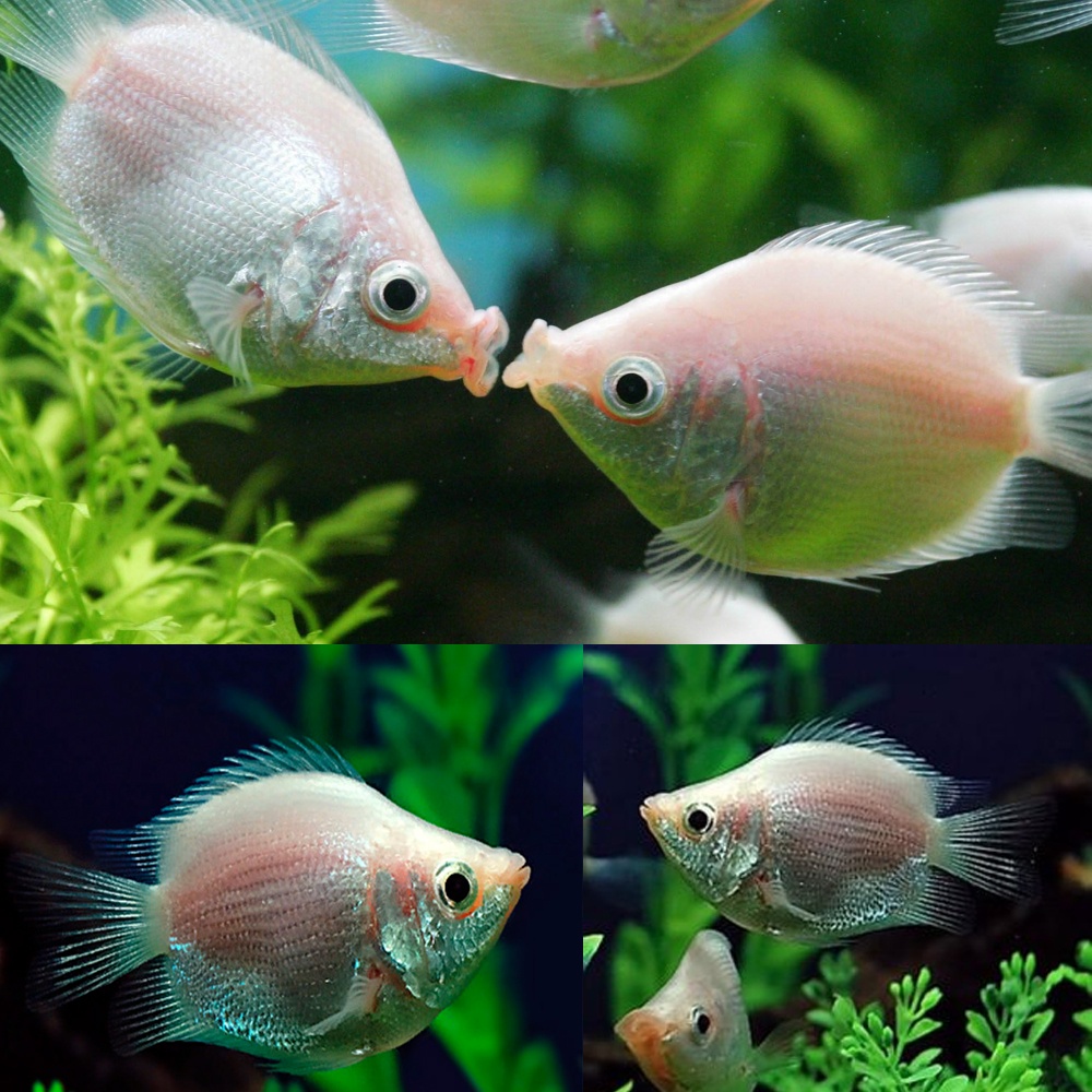 清洁鱼有什么用,冷清洁鱼有哪些