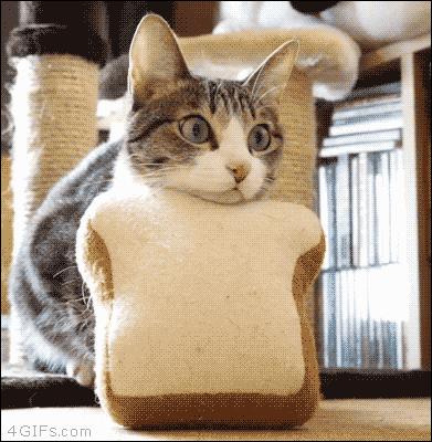 猫咪有这些行为证明你养猫很成功,有特征的猫咪