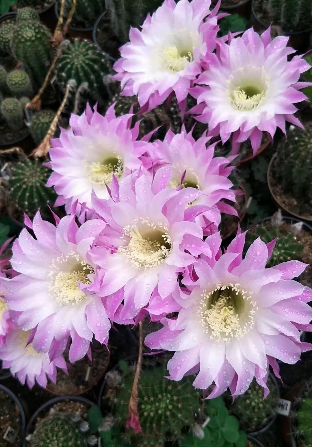 200种·仙人球开花图鉴，大开眼界，美到爆