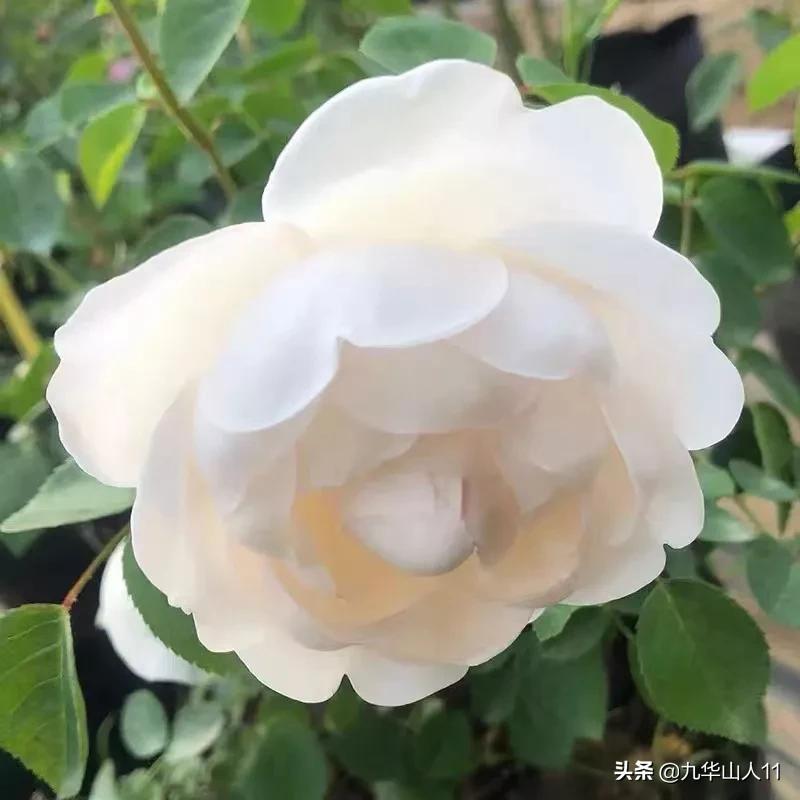 20cm大花重瓣月季品种,黄颜色大花月季是什么品种