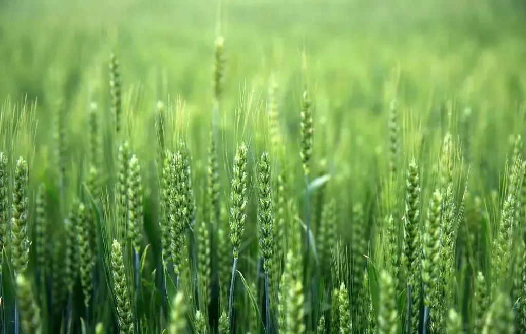 记者采访农民收入多少,小麦1500一亩收购源头