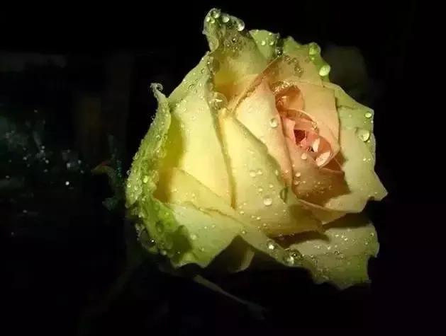 七彩炫光玫瑰花,七彩白玫瑰花