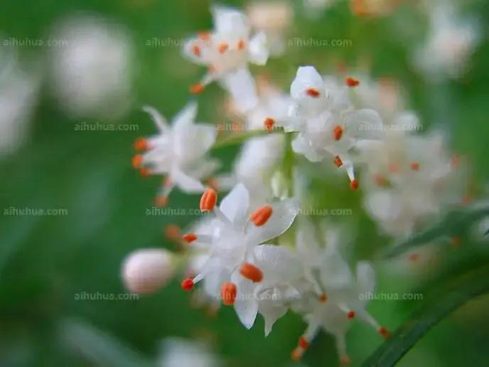 小小花朵——非洲天门冬