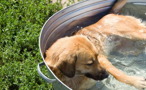 狗狗中暑后正确处理方式,狗狗中暑急救处理方法