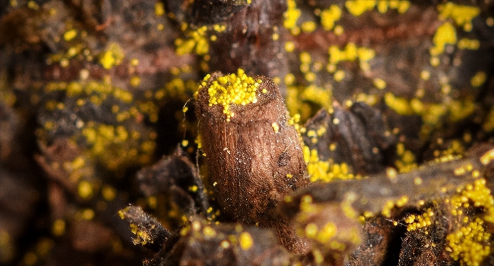 安化茯砖茶和泾阳茯砖茶,泾阳茯砖茶原料是哪里的