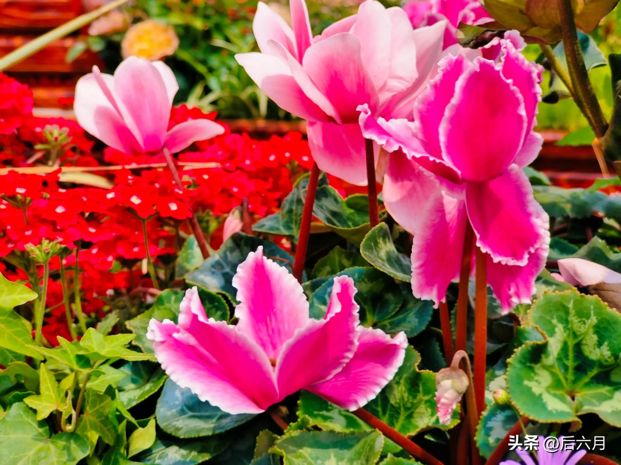 途游西海岸l无比方花园，杨家山里新添网红打卡地