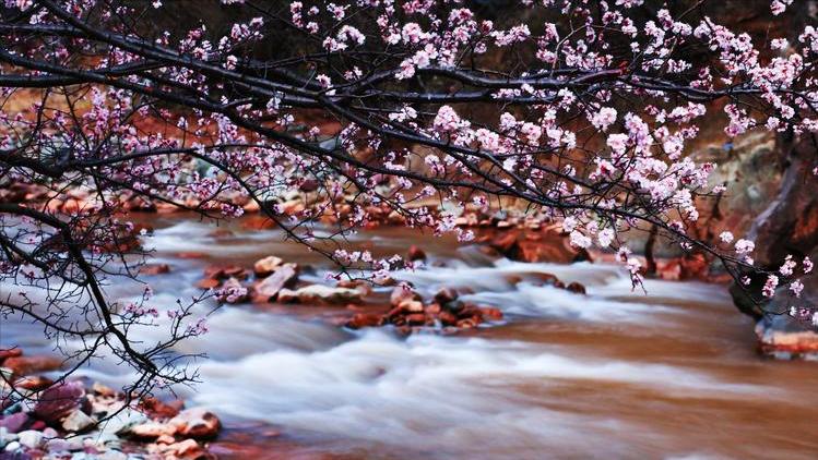 8首浪漫桃花诗词,三十六首经典桃花诗词