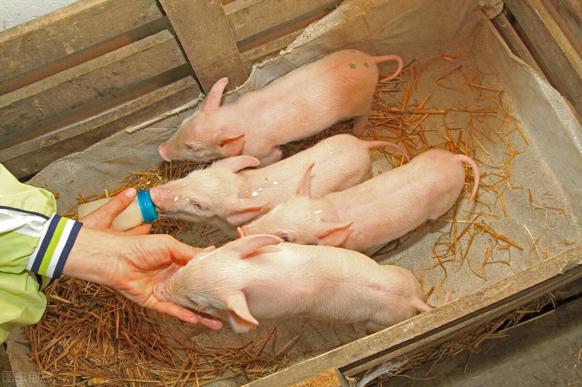 仔猪白痢、母猪阴道炎、子宫内膜炎、尿道炎的防治