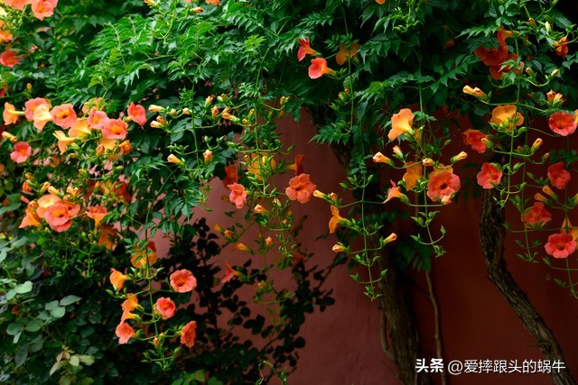 夏日里盛开的凌霄花,绚烂开放的凌霄花