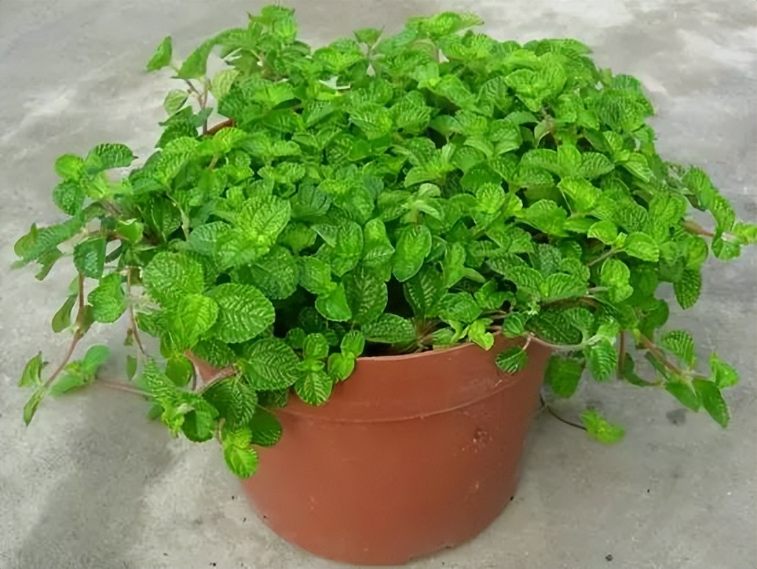 中药薄荷植物,薄荷具有药用价值的一种植物