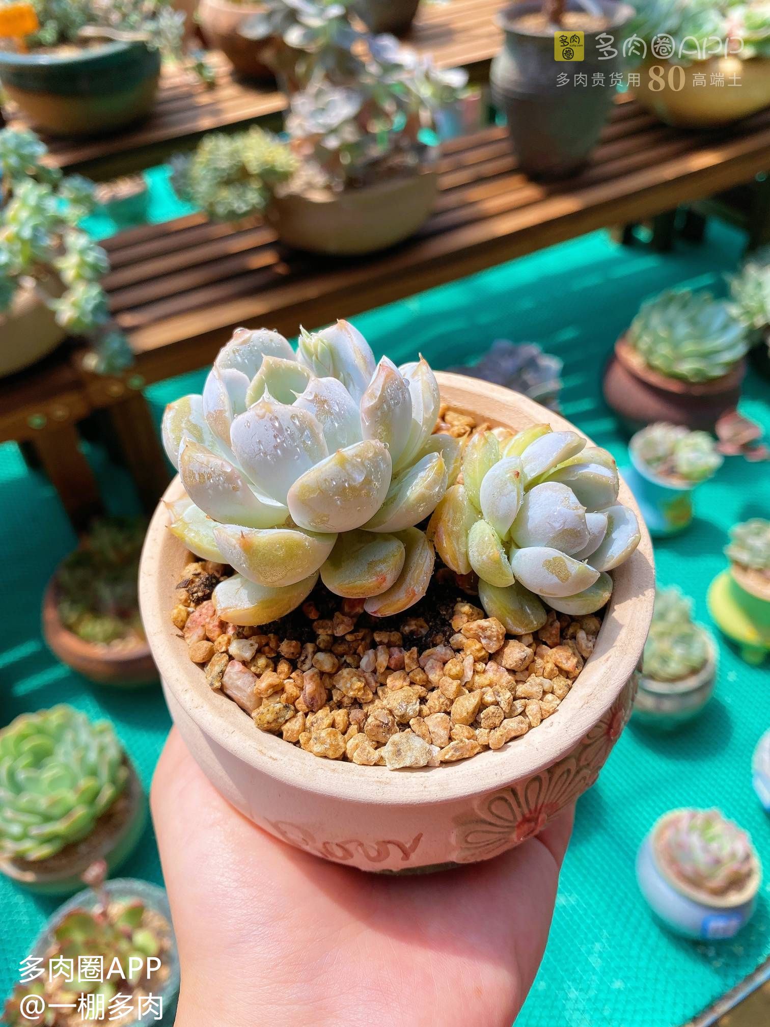 多肉煤烟病自愈方法,多肉煤烟病用代森锰锌一天喷几次