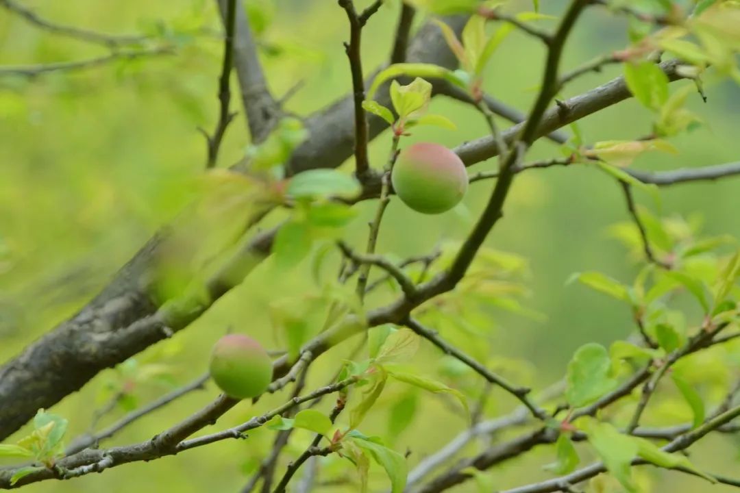 江南风物丨用一场“樱笋厨”，饯别江南的春天