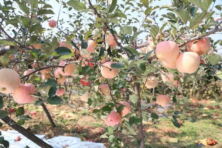 苹果根腐病不要慌，一文了解发生的原因及防治方法！