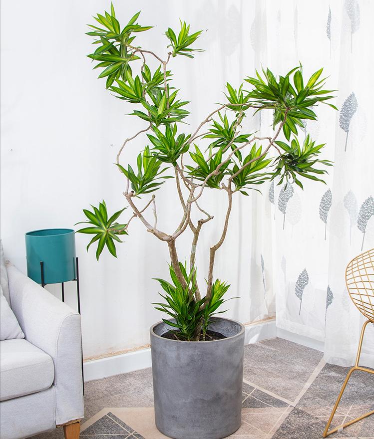 养不死的绿植,懒人养不死耐寒耐旱的绿植