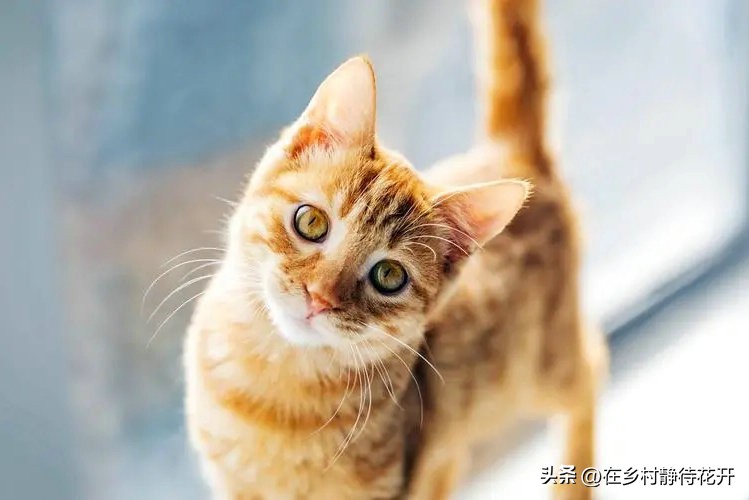 郑振铎的猫为什么总是死,郑振铎猫想对人类说些什么