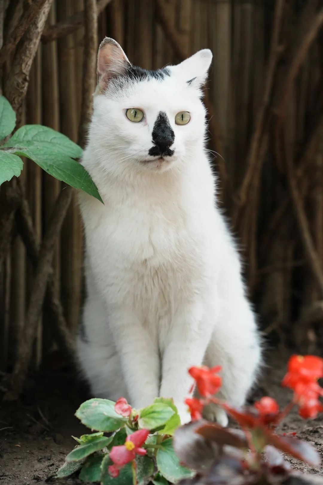 让小猫咪来治愈你,小猫咪可以治愈一切不开心的事情