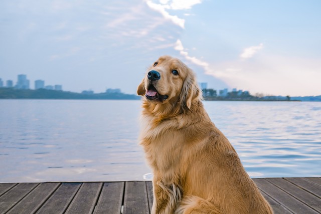 金毛犬价格纯种怎么看,金毛犬多少钱一只纯种