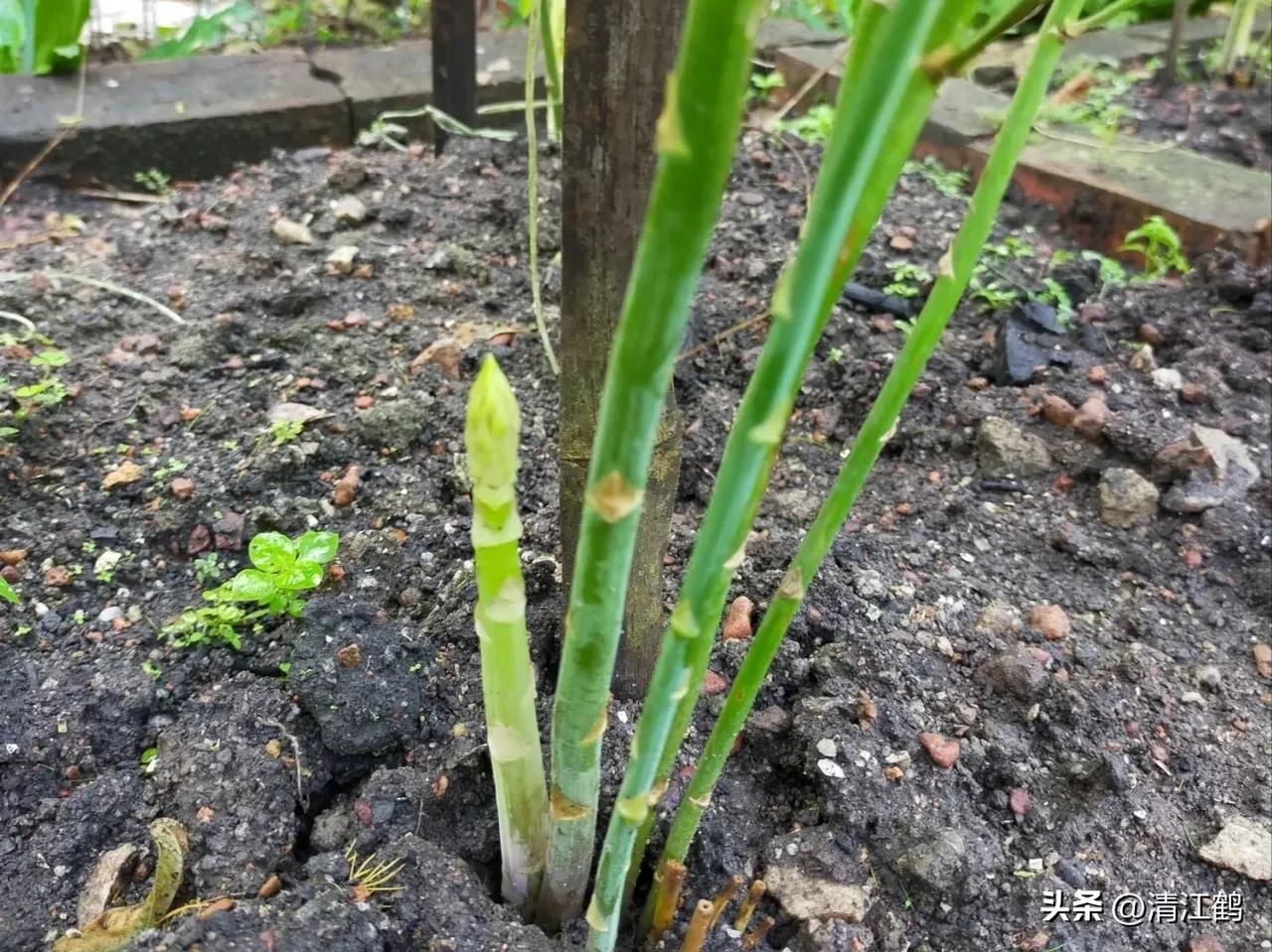 露笋高产吗,莴笋的种植方法和时间