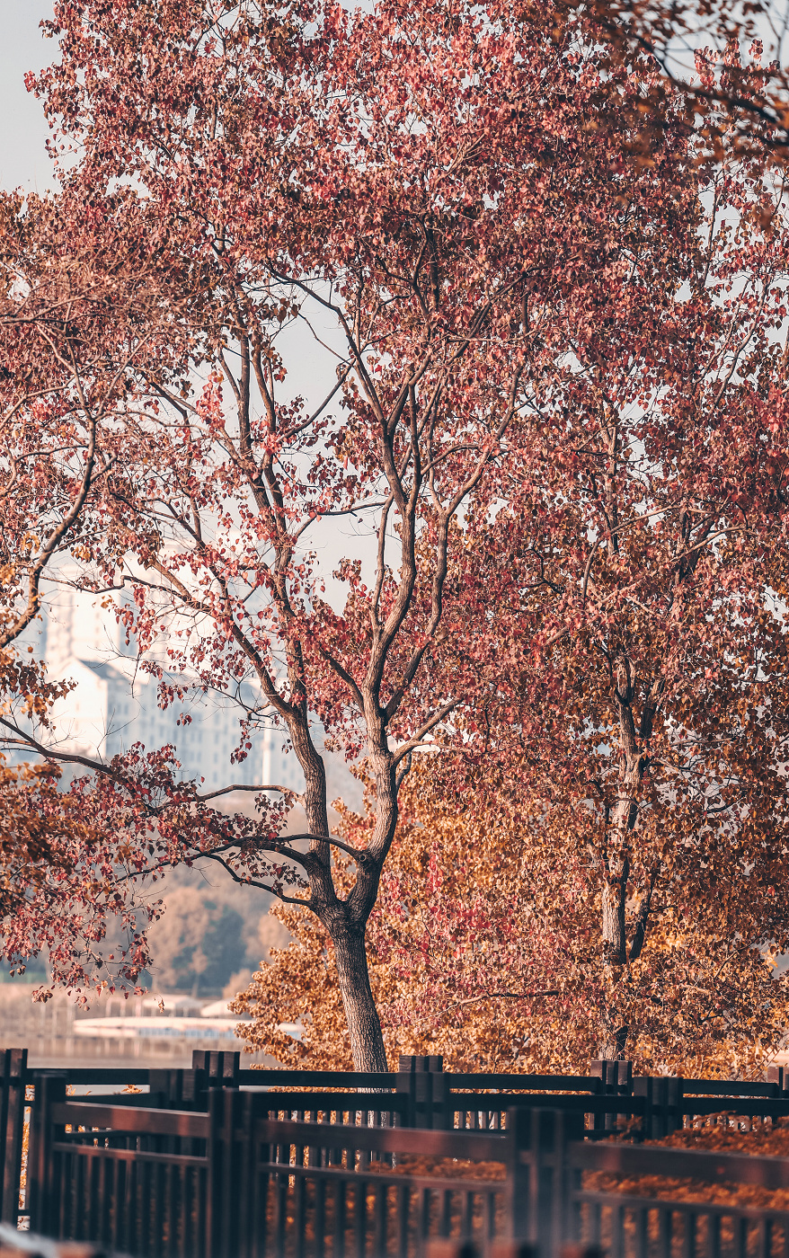 不出武汉赏银杏的地方,武汉好逛的森林公园