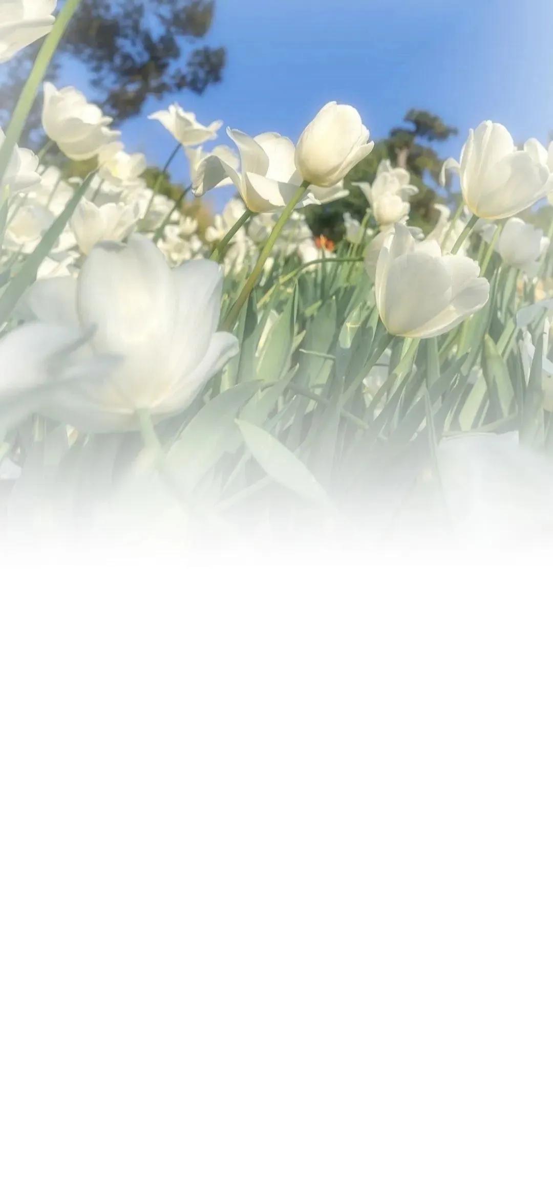 渐变晕染聊天背景图,渐变式聊天背景图