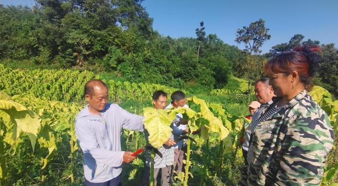 湖北竹山：金叶子飘飞，带富一方