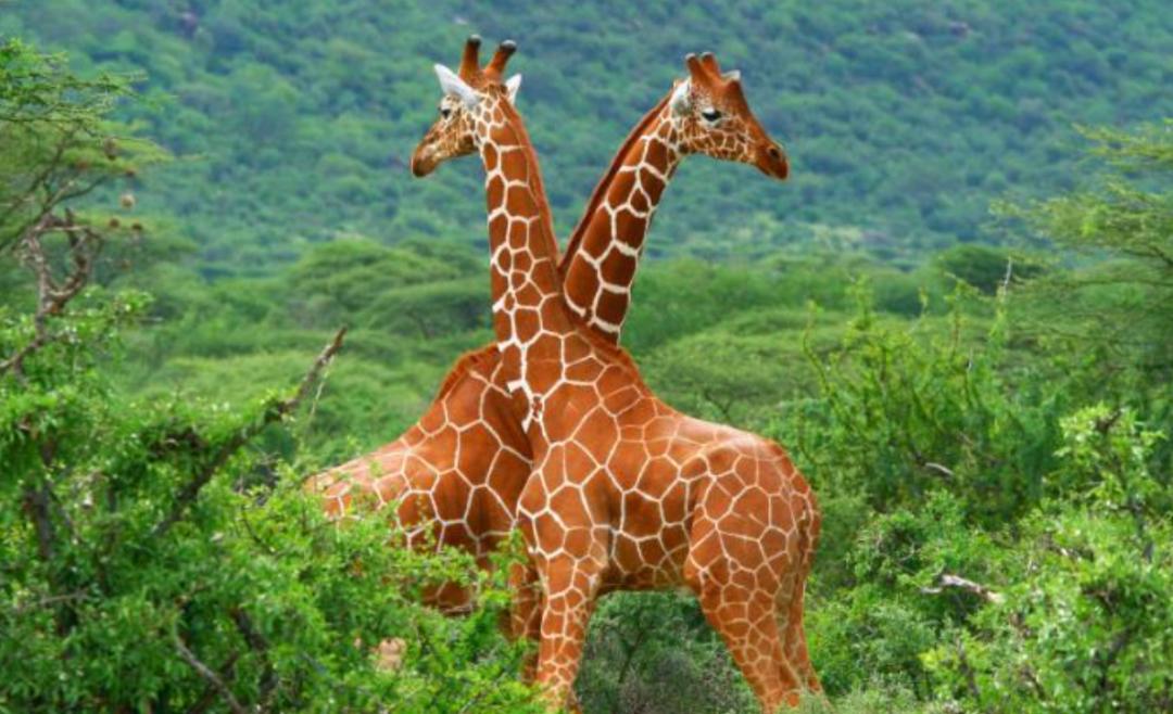 长颈鹿踢飞狮子,狮子偷袭长颈鹿长颈鹿使出杀手锏