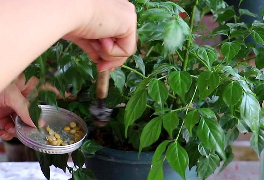 富贵树怎样才能更旺盛,富贵树怎么养才能旺盛