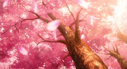 浪漫樱花的季节,满树烂漫樱花