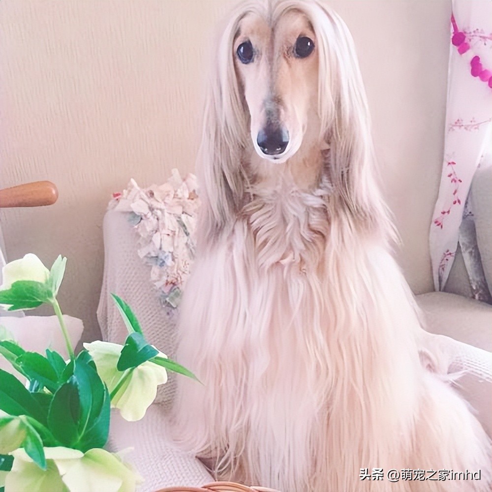 全球公认的十大国宝动物英文,中国十大顶级国宝动物