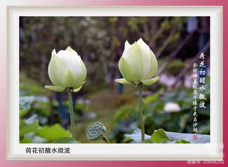 诗图战友情（九十五）荷花别样红