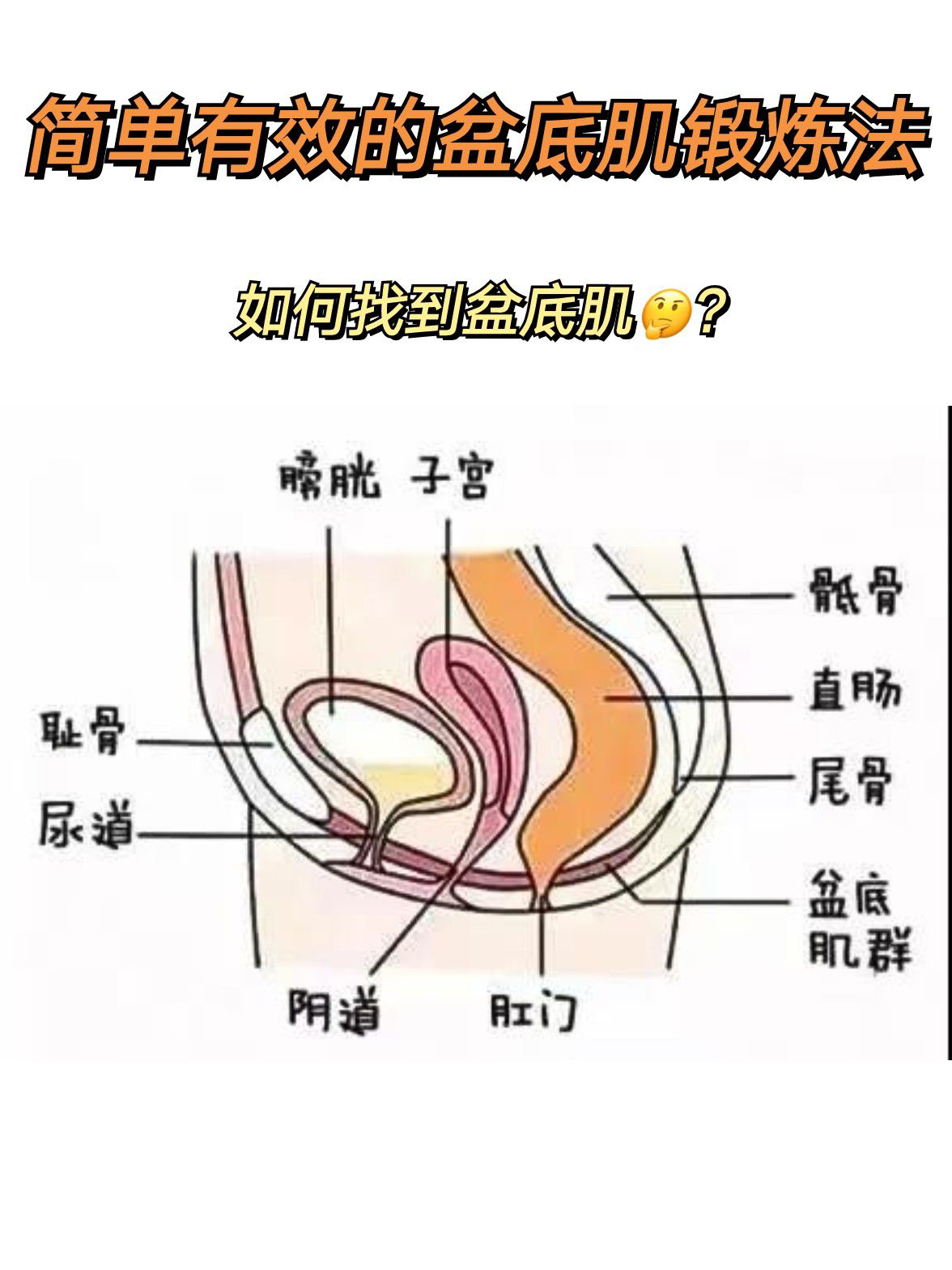 女性盆底肌训练方法示意图,女性做盆底肌修复的最佳时间