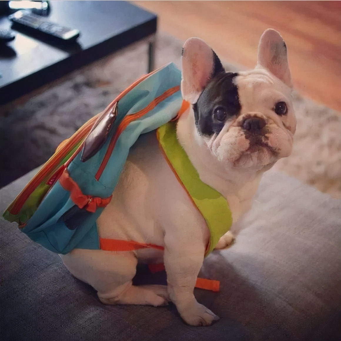 3天大幼崽法斗人工怎么饲养,法斗饲养视频教程全集