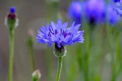 电影蓝色矢车菊演员表,蓝色矢车菊的图片
