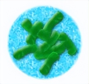 普雷沃氏菌是厌氧菌吗,肠道菌种有哪些