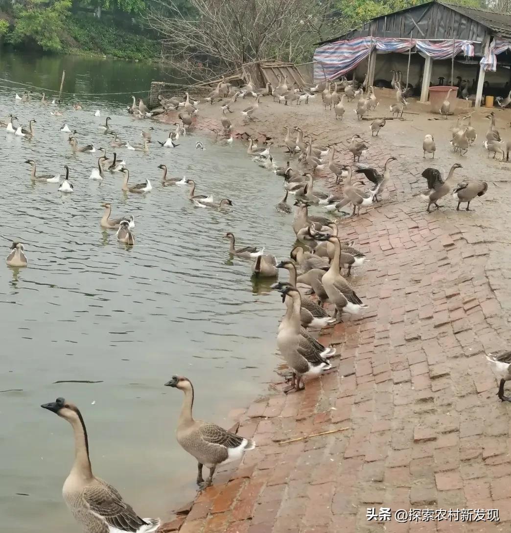 养鹅喂什么成本低长得快,农村养鸡养鸭养鹅哪个成本低