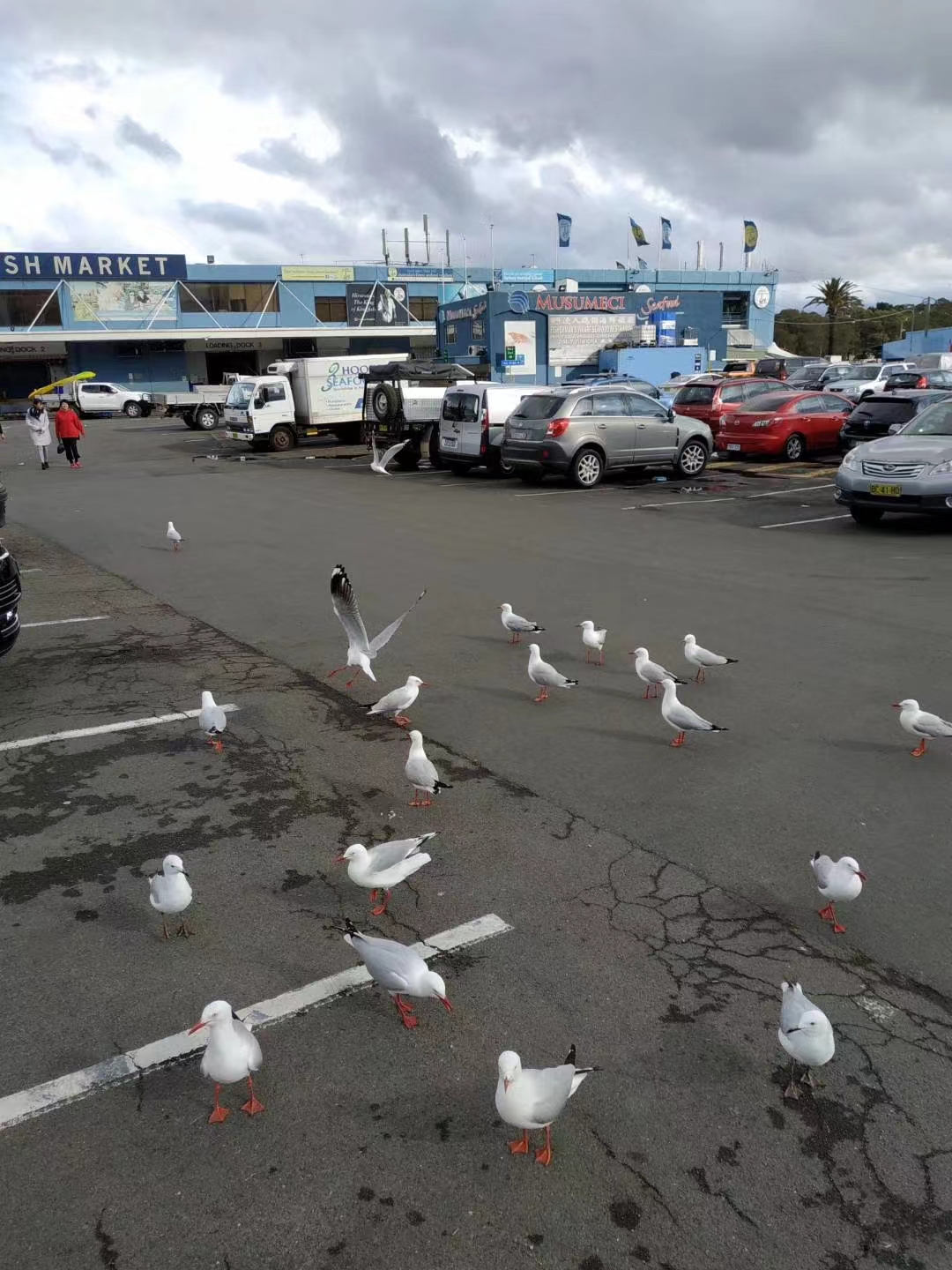 关于我用700块人民币搞定一家三口澳洲往返机票这件事