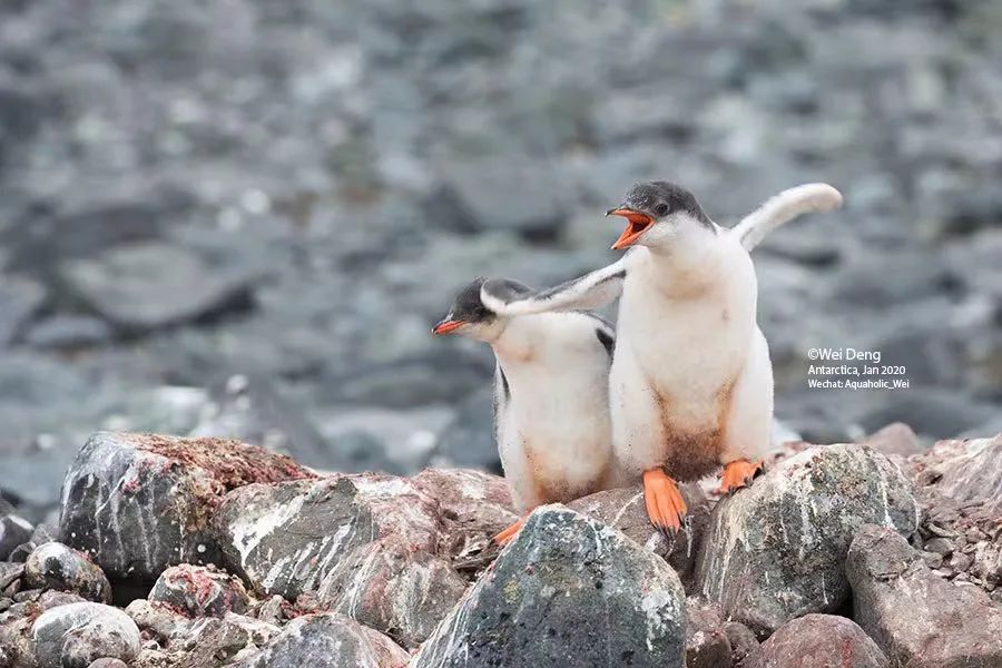 我在南极养企鹅,我在南极的日子