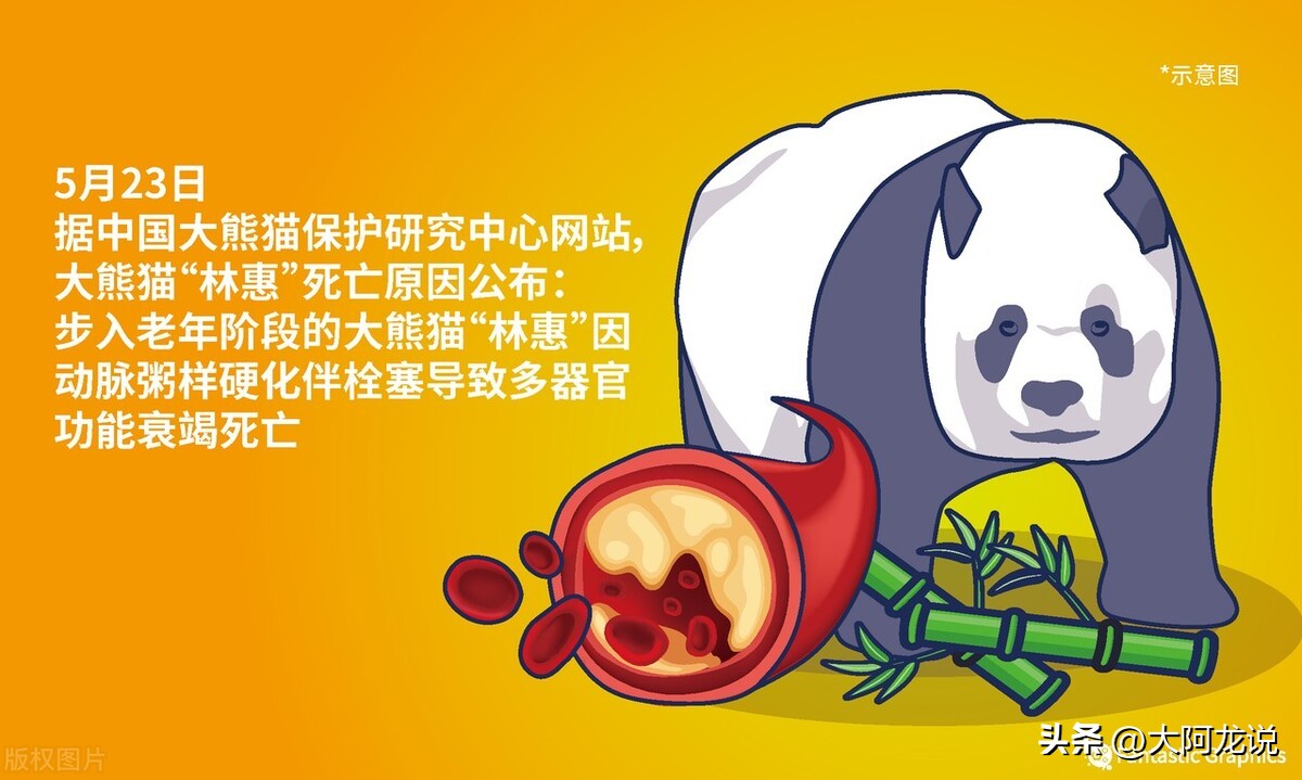 旅泰大熊猫真的死亡了吗,旅泰大熊猫死因公布
