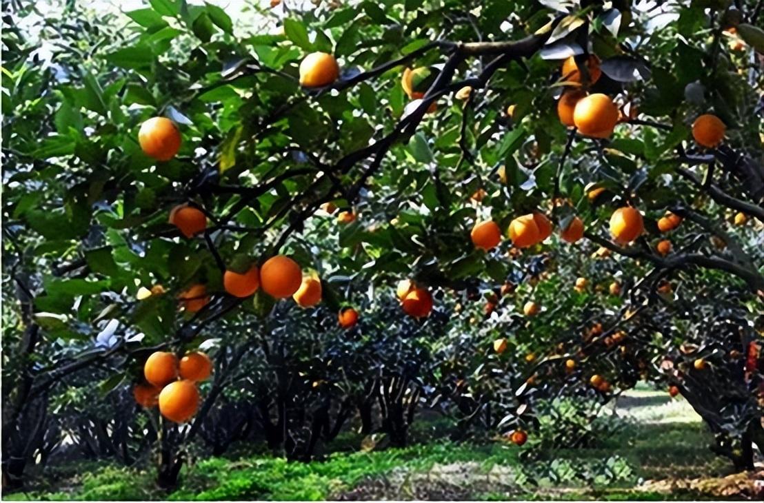 扶贫人物黄文秀,黄文秀立志扶贫