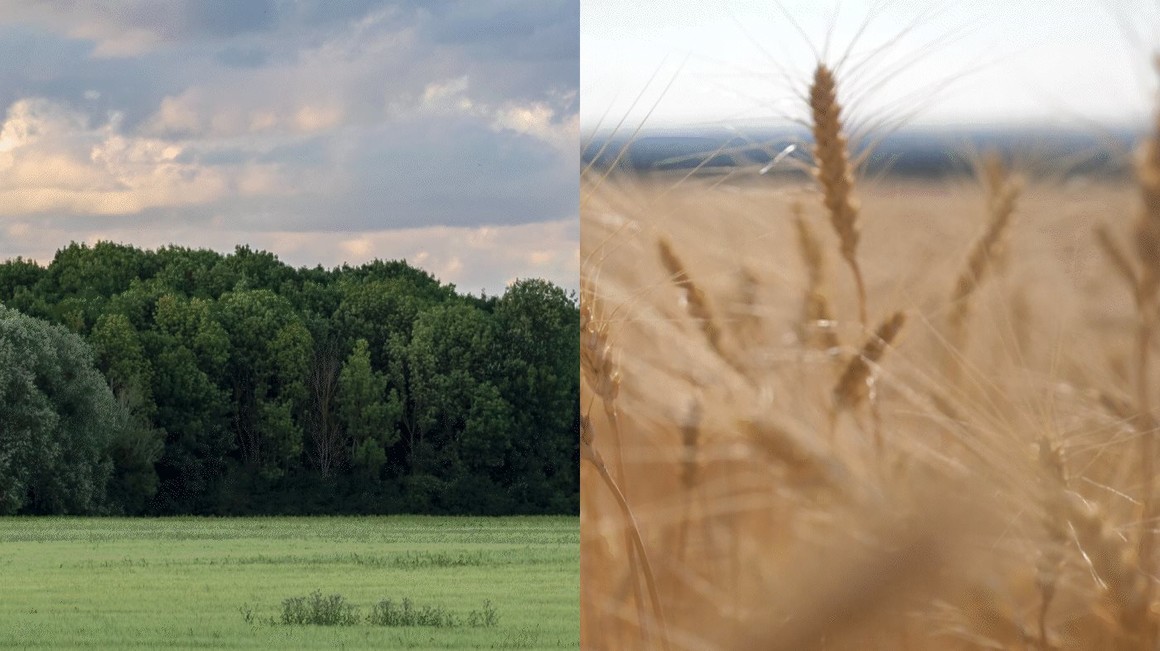 高端蛋糕品牌logo设计,蛋糕店logovi设计